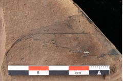 Foto (Detailansicht) von Xylomites drymejae Ettingshausen (NHMW-GEO-2024-0188-0068)
